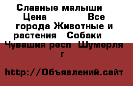 Славные малыши! › Цена ­ 10 000 - Все города Животные и растения » Собаки   . Чувашия респ.,Шумерля г.